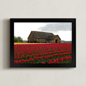 "Still Blooming" - Art Print in red tulips by Sea and Sky - Framed