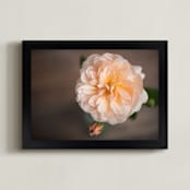 "English Garden Rose" - Art Print in Peachy by Ilze Lucero - Framed