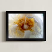 "Paeonia II" - Art Print in White by Kimberli Smith - Framed