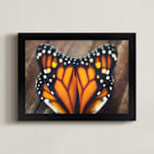 "Monarch Study #3" - Art Print in Monarch Orange by Stacy Kron - Framed