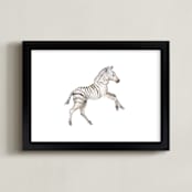 "Watercolor Zebra foal takes off! " - Art Print in Black by Lauren Rogoff - Framed