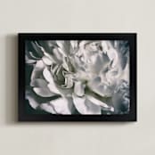 "Vintage White Peony" - Art Print in soft white by Alexis Arnold - Framed