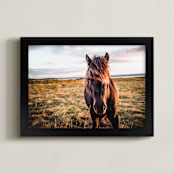 "icelandic horse no.2" - Art Print in one color by Monica Gussow - Framed
