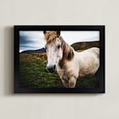 "icelandic horse no.1" - Art Print in one color by Monica Gussow - Framed