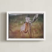 "Milkweed" - Art Print in burnt orange by Alexis Arnold - Framed Canvas