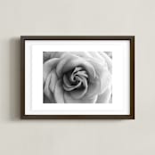 "Resting Rose" - Art Print in Morning Mist by Three Wings North - Framed