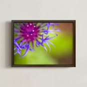 "Fireworks #1" - Art Print in Purple and Fuchsia by Lynn Lehto - Framed