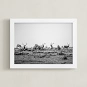 "tule elk" - Art Print in black and white by Crystal Lynn Collins - Framed
