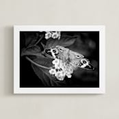 "Common Buckeye" - Art Print in dark gray by Donna Rosser - Framed