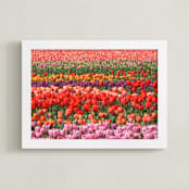 "Tulip Power" - Art Print in red orange by Sea and Sky - Framed