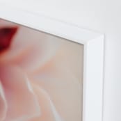 "Camelia bloom" - Art Print in Blush by Lindsay Ferraris Photography - Frame Close-up