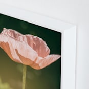 "Poppy Lit by the Sun" - Art Print in peach by Alexis Arnold - Frame Close-up