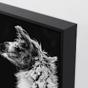 "Kai" - Art Print in Black White by Amy Carroll - Frame Close-up