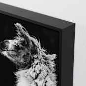 "Kai" - Art Print in Black White by Amy Carroll - Frame Close-up