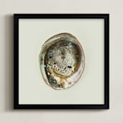 "Abalone Shell" - Art Print in Natural by Field and Sky - Framed