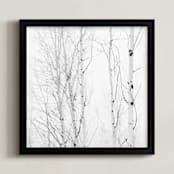 "White Aspens" - Art Print in Black and White by Jessica C Nugent - Framed