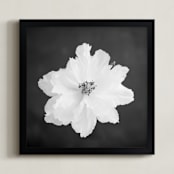 "Peony II" - Art Print in Charcoal by Ilze Lucero - Framed