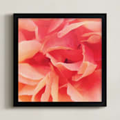 "sherbet rose 2" - Art Print in peach pink by Niki Digrigorio - Framed