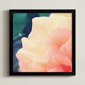 "sherbet rose" - Art Print in peach sherbet by Niki Digrigorio - Framed