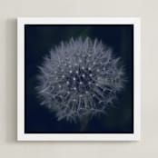 "Dandelion Stars" - Art Print in Midnight Blue by Johanna Phillips Huuva - Framed