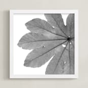 "Leaf in Black & White" - Art Print in Black & White by Jonathan Brooks - Framed