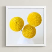 "Billy Buttons" - Art Print in Yellow by Christina Flowers - Framed