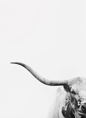 "Brandir" - Wall Mural in Grey by Amy Carroll - Full Size