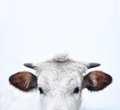"Wee Staredown" - Wall Mural in White by Amy Carroll - Full Size