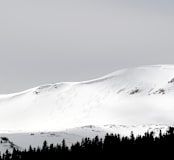 "Fresh Tracks" - Wall Mural in Snow by Christina Flowers - Full Size