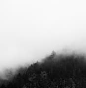 "Mystify" - Wall Mural in White by Jessica C Nugent - Full Size