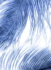 "Fine Feathered l" - Wall Mural in Sky Blue by Debra Pruskowski - Full Size