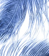 "Fine Feathered l" - Wall Mural in Sky Blue by Debra Pruskowski - Full Size