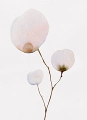 "Mokuren03" - Wall Mural in Pale Pink by jinseikou - Full Size