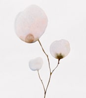 "Mokuren03" - Wall Mural in Pale Pink by jinseikou - Full Size