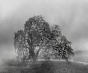 "in the rain" - Wall Mural in charcoal by Crystal Lynn Collins - Full Size
