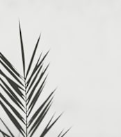 "One" - Wall Mural in Smokey by Stacy Cooke - Full Size
