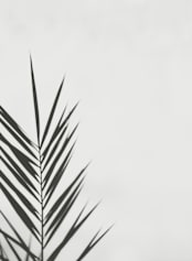 "One" - Wall Mural in Smokey by Stacy Cooke - Full Size