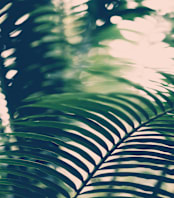"Labyrinths" - Wall Mural in Forest Green by ALICIA BOCK - Full Size