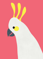 "Hello Cocky! " - Wall Mural in Cherry Red by Catherine Culvenor - Full Size