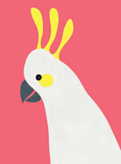 "Hello Cocky! " - Wall Mural in Cherry Red by Catherine Culvenor - Full Size