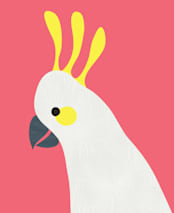 "Hello Cocky! " - Wall Mural in Cherry Red by Catherine Culvenor - Full Size
