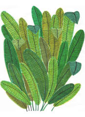 "Banana Leaf Bouquet" - Wall Mural in White by Madeline Trait - Full Size