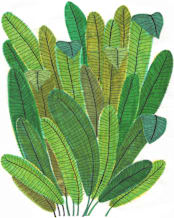 "Banana Leaf Bouquet" - Wall Mural in White by Madeline Trait - Full Size