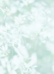 "wispy" - Wall Mural in White by Karen Kaul - Full Size