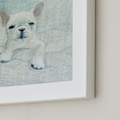 "White French Bulldog Puppy" - Art Print in Near White by Sarah Holden - Frame Close-up