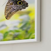 "Owl Eyed" - Art Print in Green by raven erebus - Frame Close-up