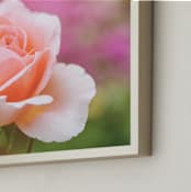"The Perfect Rose" - Art Print in peachy pink by Alexis Arnold - Frame Close-up