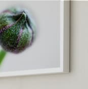 "Budding Ranunculus 1" - Art Print in green by Jessica Marchetti - Frame Close-up