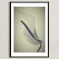 "My Love for Calla #1" - Art Print in dark beige by M.E.Segantini - Framed