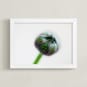 "Budding Ranunculus 1" - Art Print in green by Jessica Marchetti - Framed